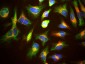 Anti-LAMP1 Antibody